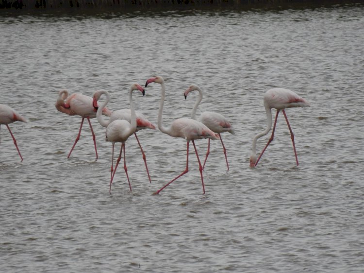 Peste 100 de păsări flamingo au fost observate în Delta Dunării