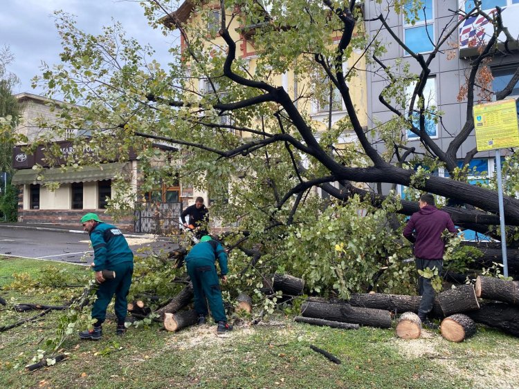 Copaci căzuți, canalizări înfundate și cabluri căzute pe mașini în Constanța